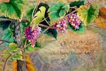 Grape vine 300dpi 3x4 cv