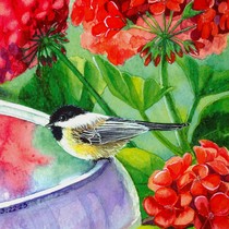 Chickadee square crop 300dpi cv