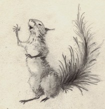 Squirrel drawing 13 web cv