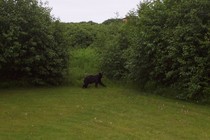 Moose 006 cv