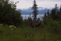 Moose 009 cv
