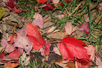 Oct.09 166 cv