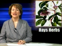 Herbstudypic cv