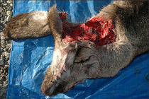 Mule deer head shot dissection a cv