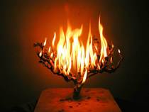 Burning bush cv