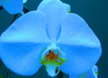 Blue orchid 1 cv