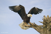 Eagle Bullion Group