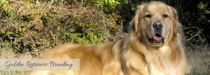 Golden Meadows Retrievers